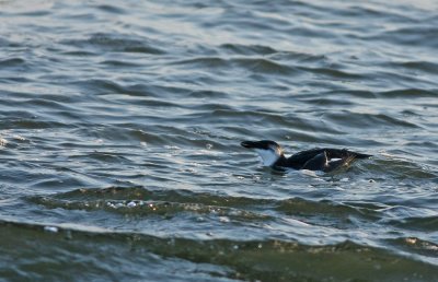 Razorbill