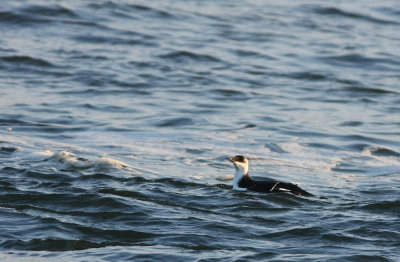 Razorbill