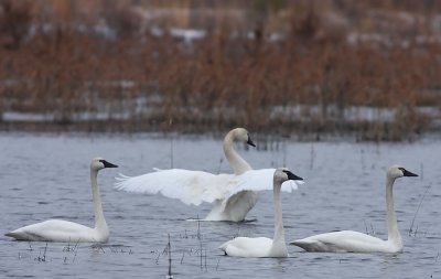 Tundra Swans