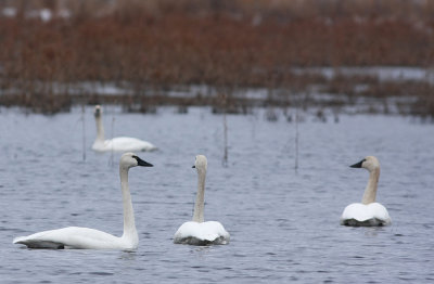 Tundra Swans