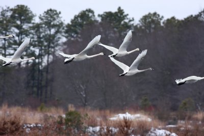 Tundra Swans