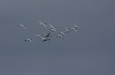 Tundra Swans