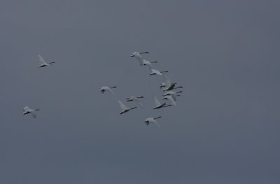 Tundra Swans