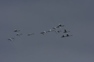 Tundra Swans