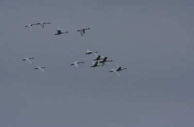 Tundra Swans