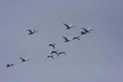 Tundra Swans