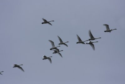 Tundra Swans