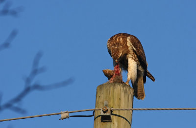 Red-tailed Hawk eating a squirrel