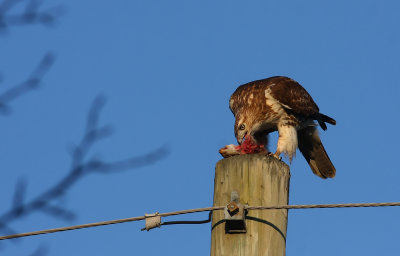 Red-tailed Hawk eating a squirrel