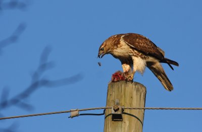 Red-tailed Hawk eating a squirrel