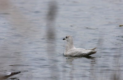 Iceland Gull (1st cycle)