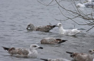 Iceland Gull (2nd cycle)