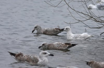 Iceland Gull (2nd cycle)