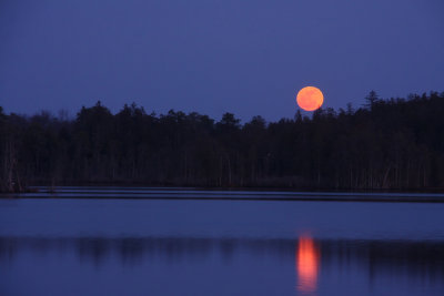 Full Moon in the Pines