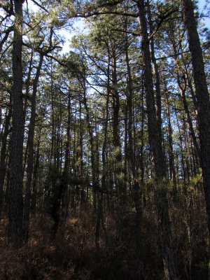 The Pine Barrens