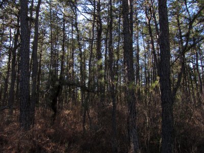 The Pine Barrens