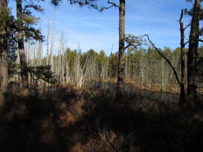 The Pine Barrens (Wading River)