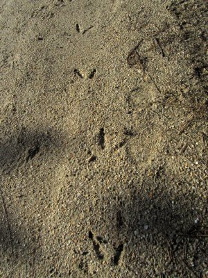 Jersey Devil tracks?:p