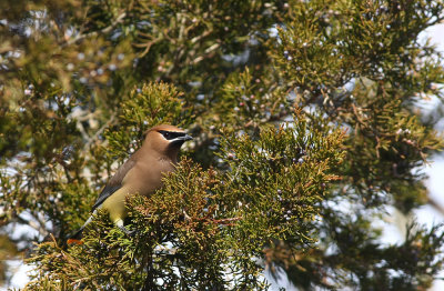 Cedar Waxwing