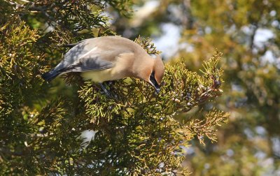 Cedar Waxwing