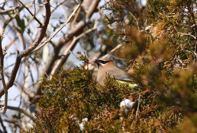 Cedar Waxwing