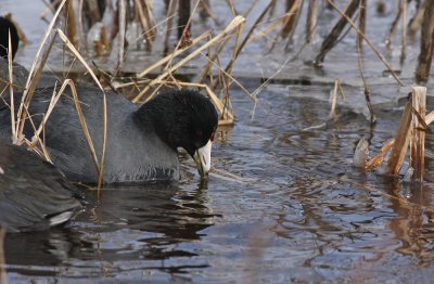 American Coot