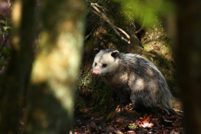 Virginia Opossum