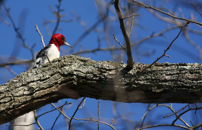 Red-headed Woodpecker