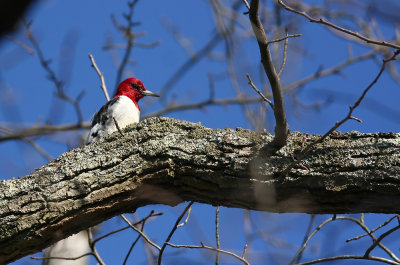 Red-headed Woodpecker