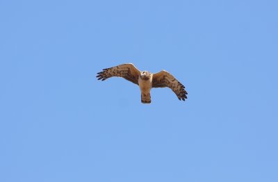 Northern Harrier