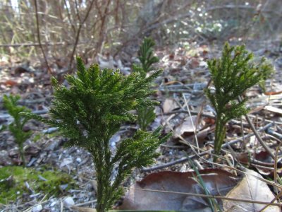 Lycopodium obscurum- Ground Pine