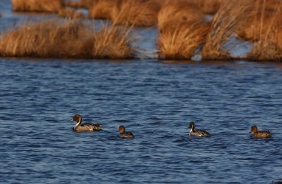 Northern Pintails
