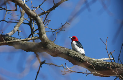 Red-headed Woodpecker