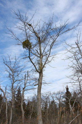 Phoradendron leucarpum (Oak Mistletoe)