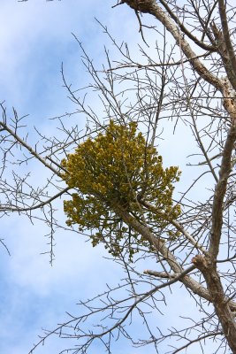 Phoradendron leucarpum (Oak Mistletoe)