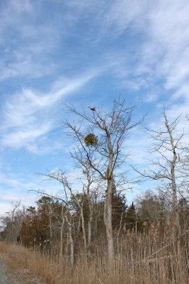 Phoradendron leucarpum (Oak Mistletoe)