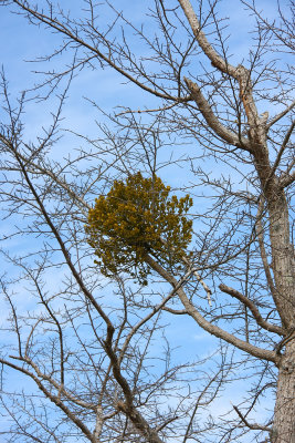 Phoradendron leucarpum (Oak Mistletoe)