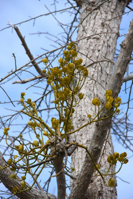 Phoradendron leucarpum (Oak Mistletoe)