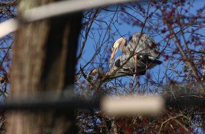 Great Blue Herons at rookery