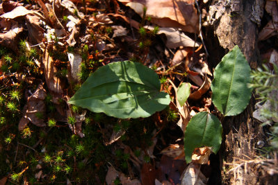 Tipularia discolor- Cranefly Orchid