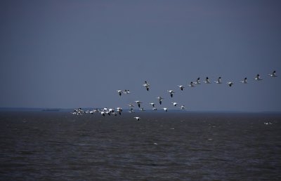 Snow Geese