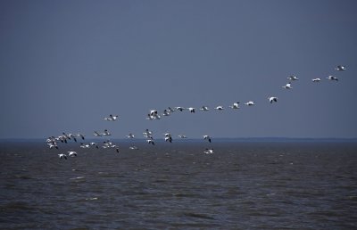 Snow Geese