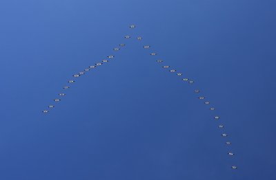 Snow Geese