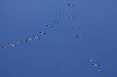 Snow Geese