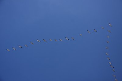 Snow Geese