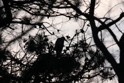 Great Blue Herons at rookery