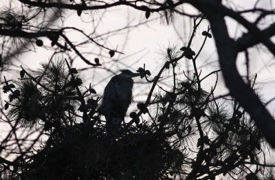 Great Blue Herons at rookery