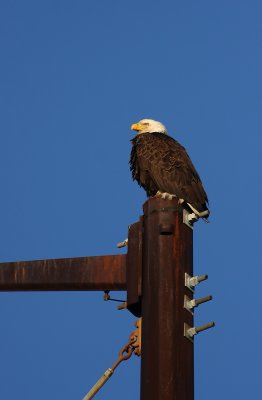Bald Eagle