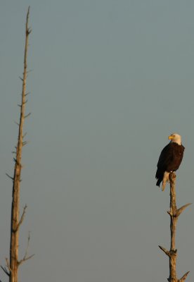 Bald Eagle