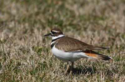 Killdeer